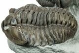 Cluster Of Three Flexicalymene Trilobites - Indiana #308244-3